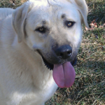 Rondo Anatolian Shepherd