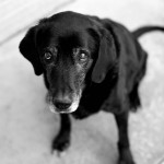 IMG_0288_1