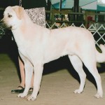 rondo at show cropped