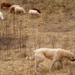rondo with sheep