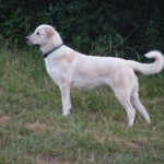 bailey001