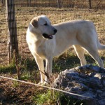 bailey002