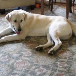 bailey007