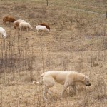 dogs004