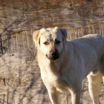 dogs005
