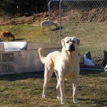 dogs006