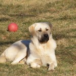dogs007