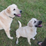 dogs008
