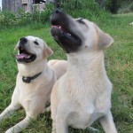 dogs009