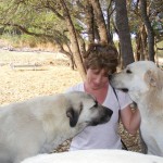 dogs010