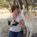 dogs011