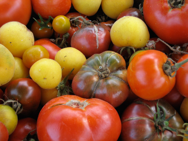 tomatoes2