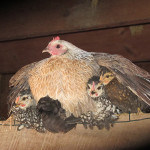 momma-and-chicks