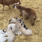 puppies3weeks