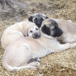 puppies7