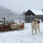 rondo-in-the-snow-with-lambs