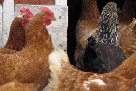 Poultry & Eggs
