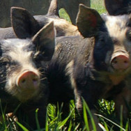 Berkshire Pigs