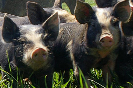 Berkshire Pigs