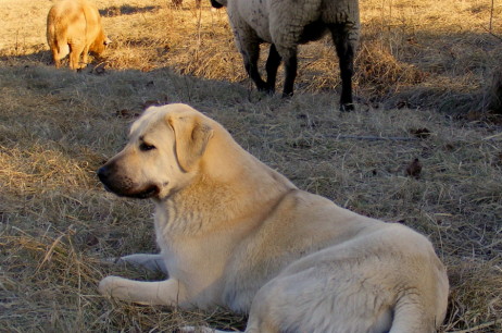 Lucky Hit Divakiz “Rondo” Alla Turca